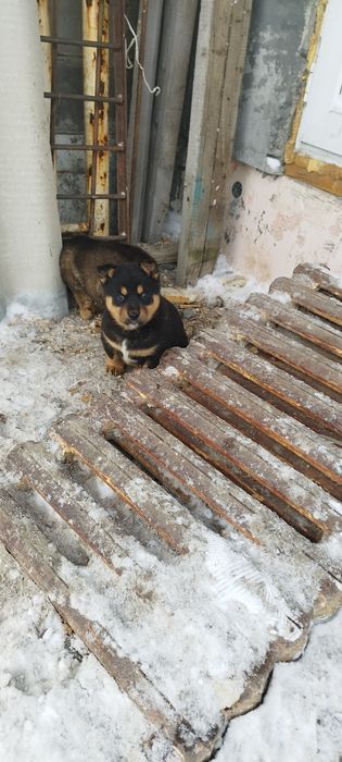 Отдам щенков лайки