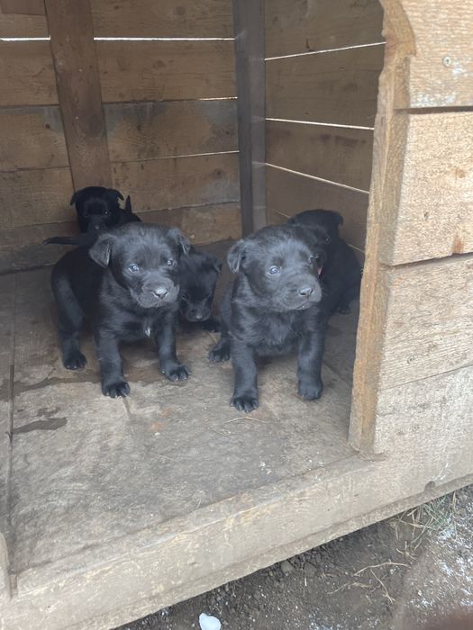 Pui Metis Ciobanesc Belgian Malinois si Labrador