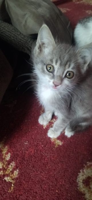 котята бесплатно