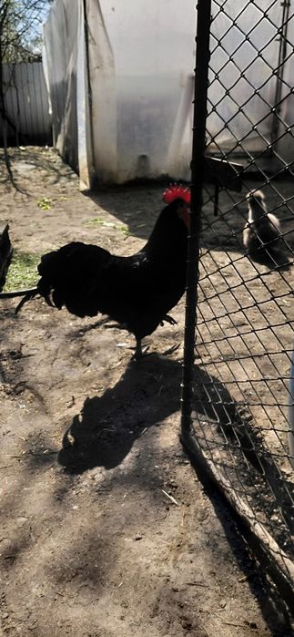 Pui de o zi  australorp