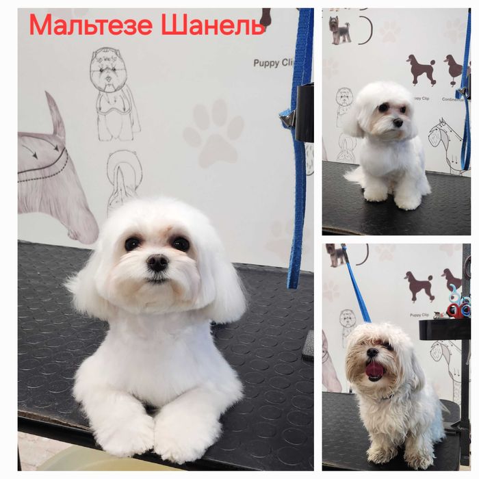 Грумер, стрижка собак