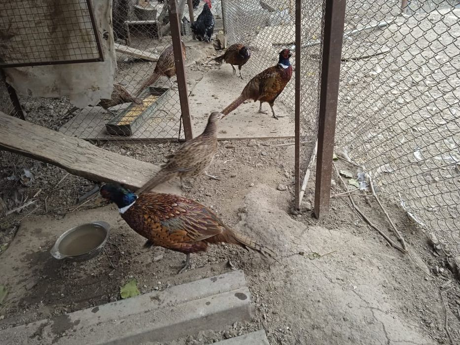 Утки мандаринки каролинки