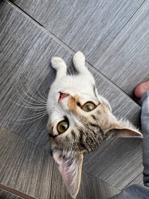 Отдам в добрые руки котенок