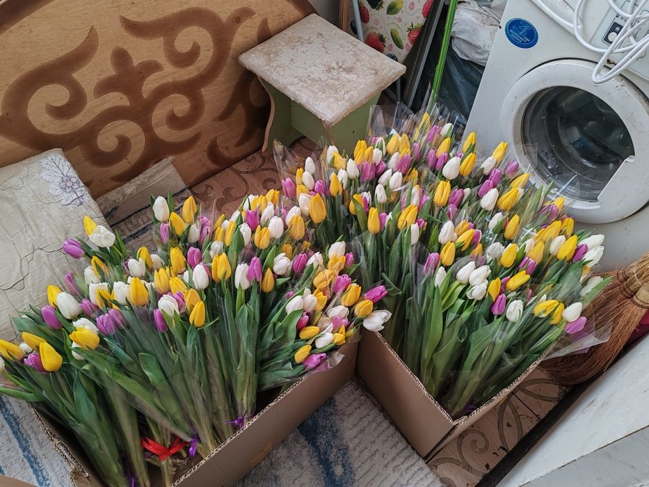 Тюльпаны к 8 марта