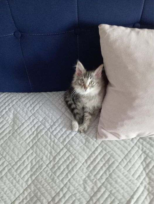 Отдам котенка в добрые руки
