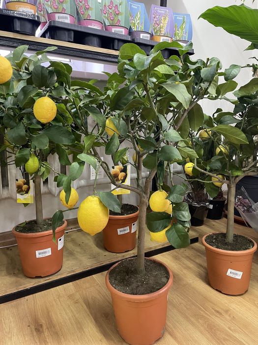 Лимонное дерево