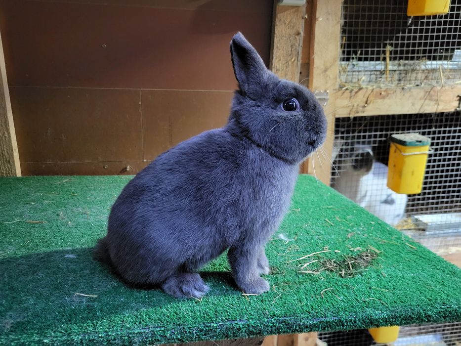 Iepurași pitici de companie