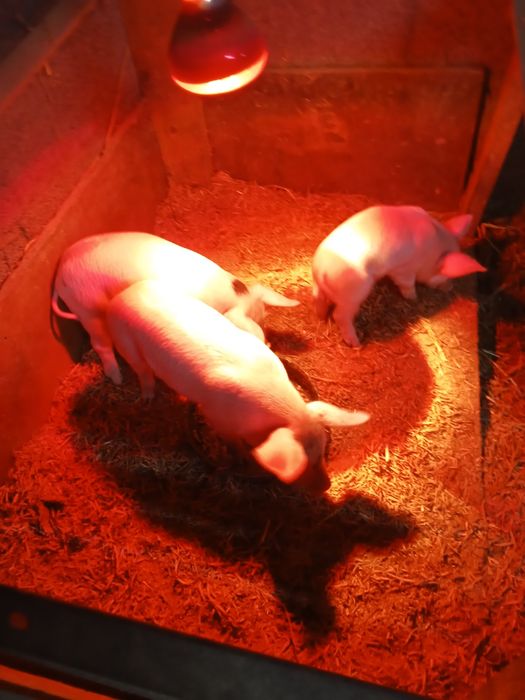 Продам месячных поросят