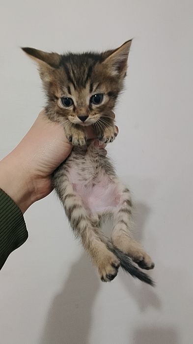 Срочно отдам котят