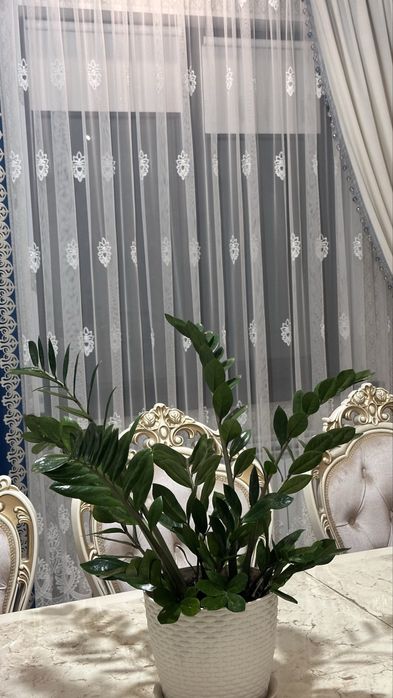 Продается домащние цветы