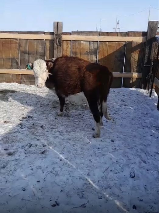 ак бас сиырлар сатылады буас