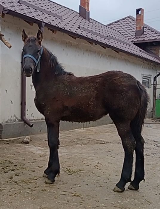 Mânza metis Frizian