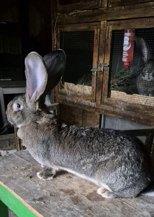 Femela urias german de vânzare