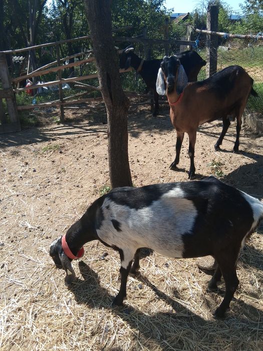 Capre anglo nubiene cauta alta locatie
