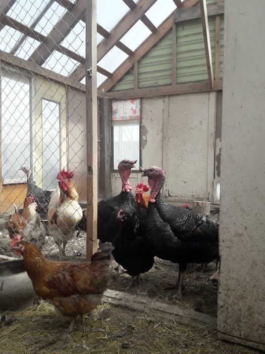 Мясо индейки домашние