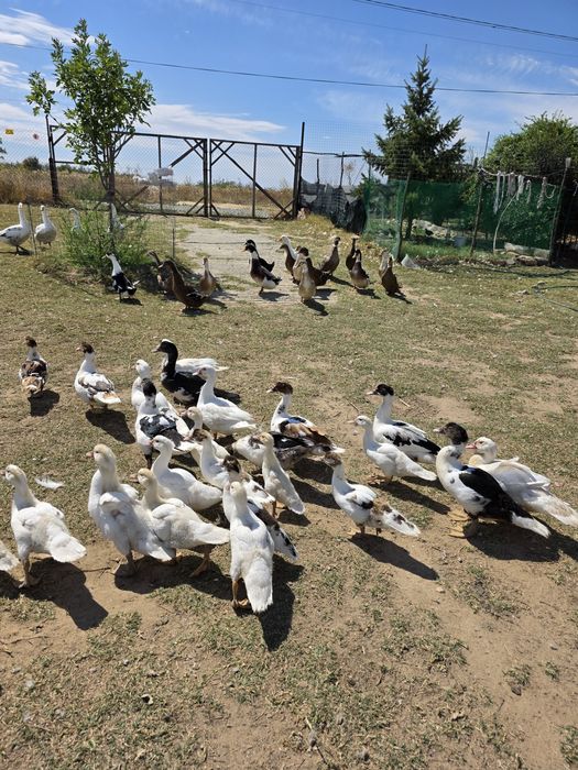 Vând păsări de curte