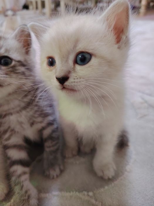 Котята срочно отдам