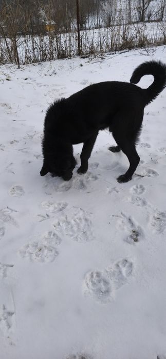 Căutăm o familie iubitoare pentru un cățel jucăuș