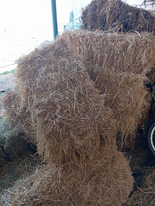 Беда, самон, тариқ прес сотилади.
Беда прес 35 000 сум
Сомон