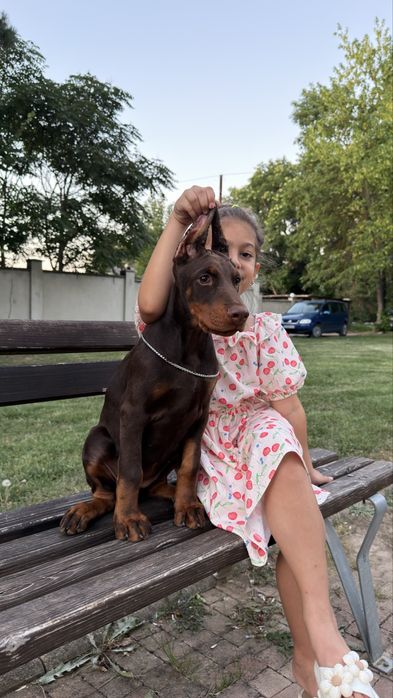 Продавам Добермани ( European Doberman )
