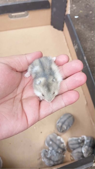 Vand hamsteri siberieni 50lei perechea