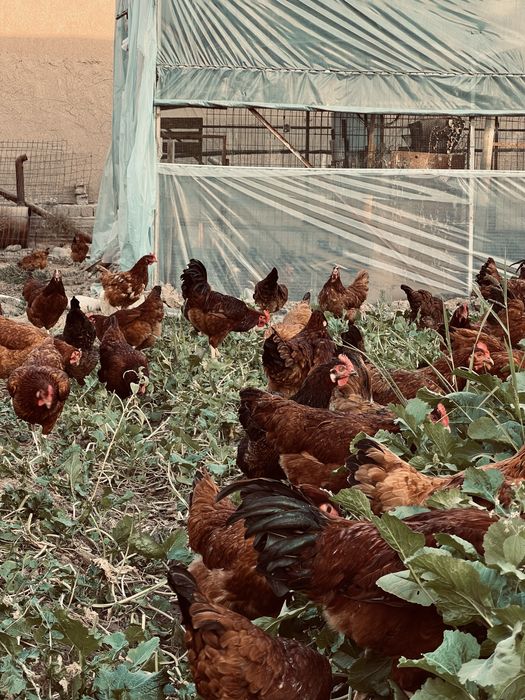 Жўжа joja жужа бор Ханхяп тавуклари жужаси бор