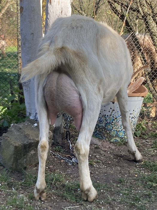 Vand lapte de capra