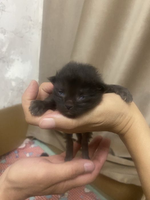 отдам в добрые руки котят