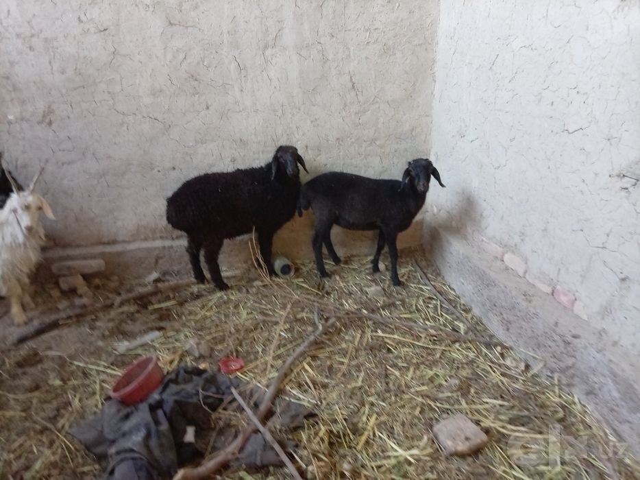 Moda barralar qazoqi duragay