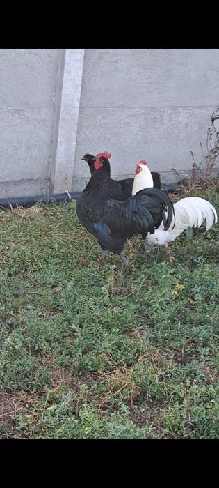 Australorp negru, albastru,alb