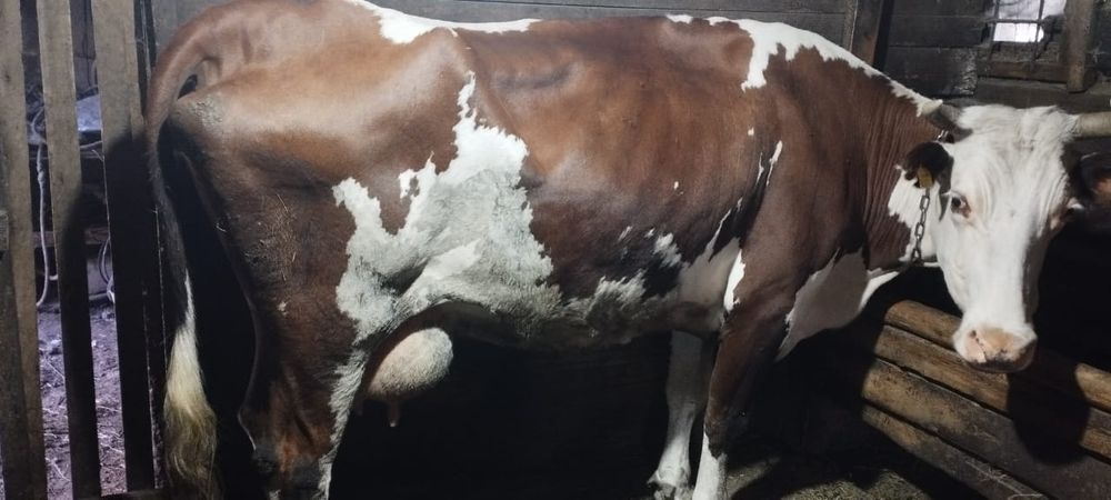 Продам корову с теленком