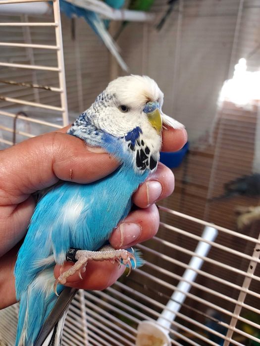 Vand perusi si zebre