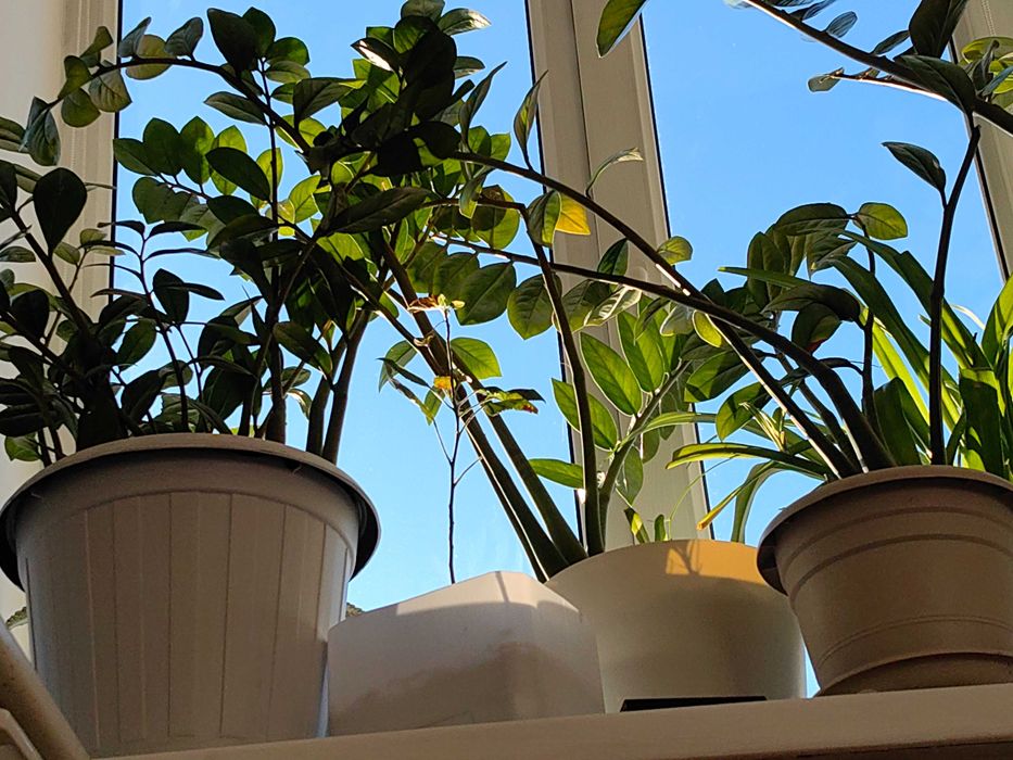 Продам комнатные цветы