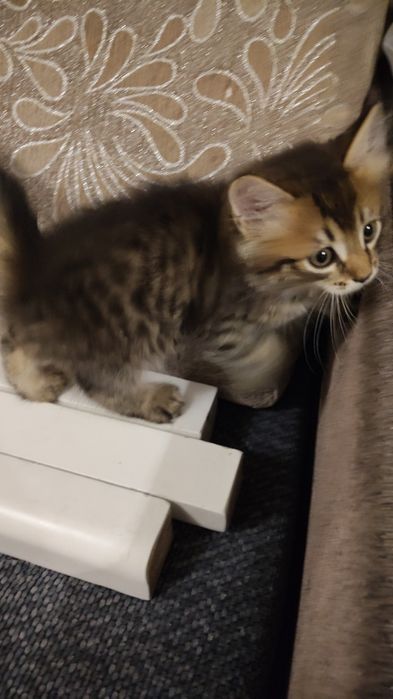 Отдам котят в добрые руки