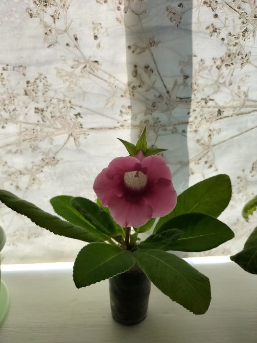 Красивые комнатные цветы