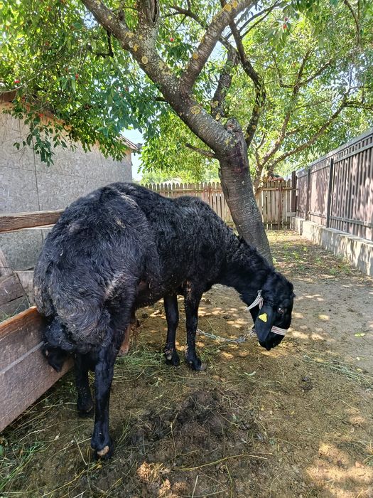Berbec karakul de prăsilă