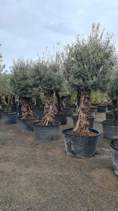 Măslini seculari calitate extra toate dimensiunile