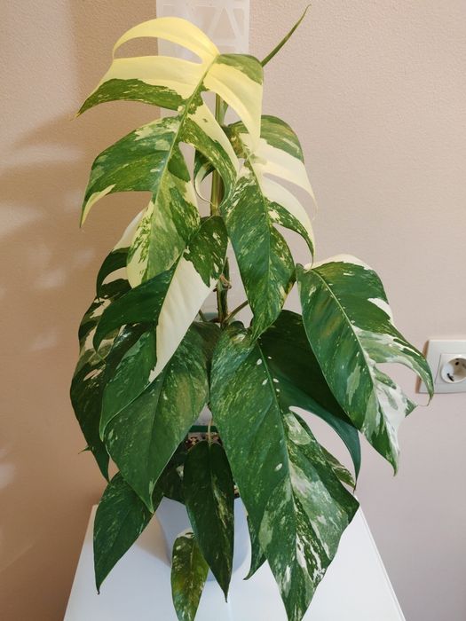 Эпипремнум Пиннатум