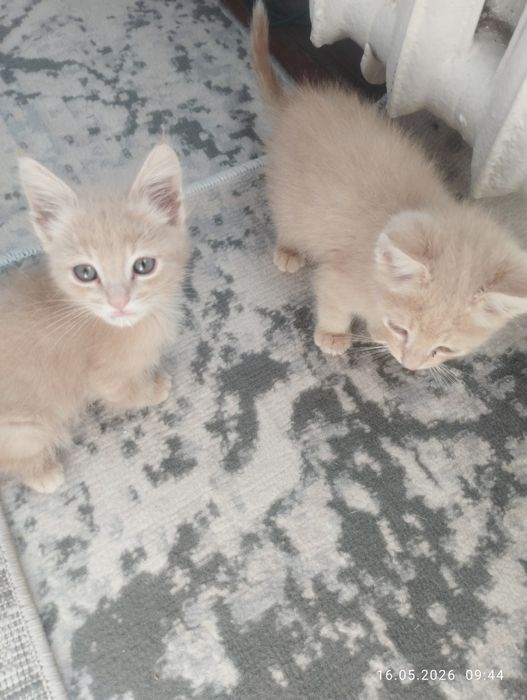 Mushuk bolalari tekinga bervoraman