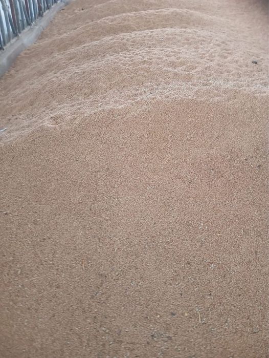 Vand cereale. Porumb/Grâu