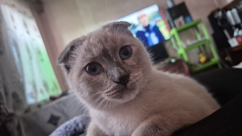 Вязка шотландская вислоухая