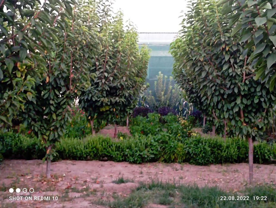 Участка сотилади маданият махалла