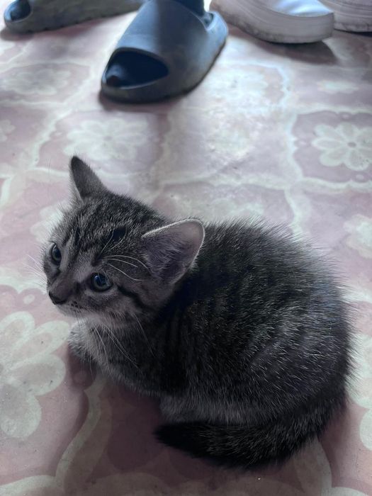 Красивые котята. Отдам в добрые руки