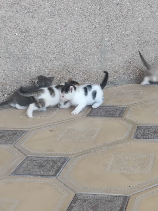 Котята в добрые руки