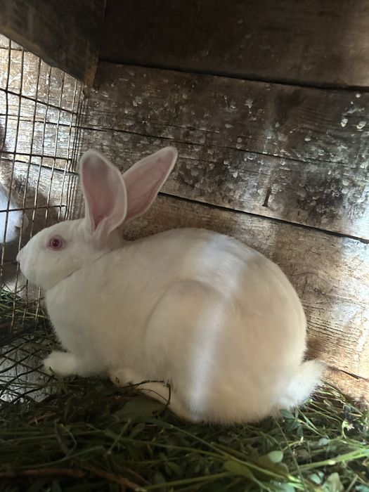iepuri de vânzare – 4 și 5 luni