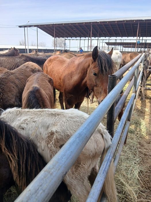 Жылқы малы бар сатылымда