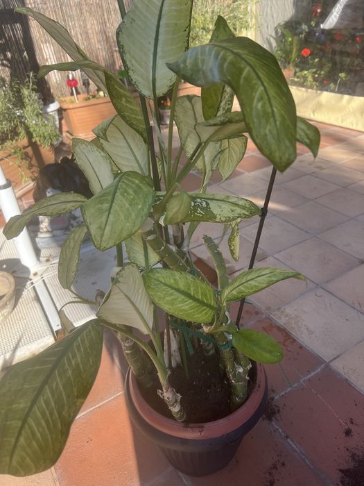 Дифенбахии цвете