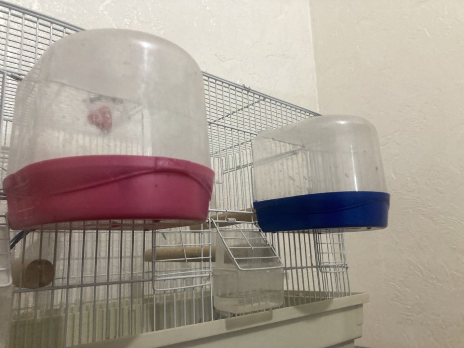 Продайу папугай