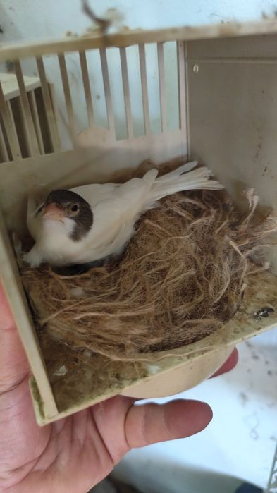 Canari și peruși de vânzare