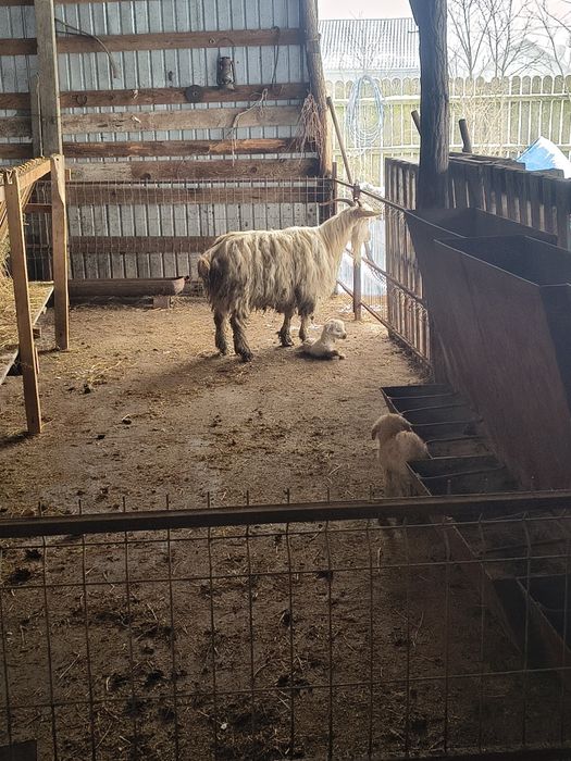 Capre fatate și gestante